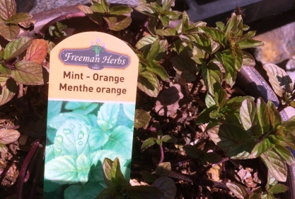 Miint-Orange Herb