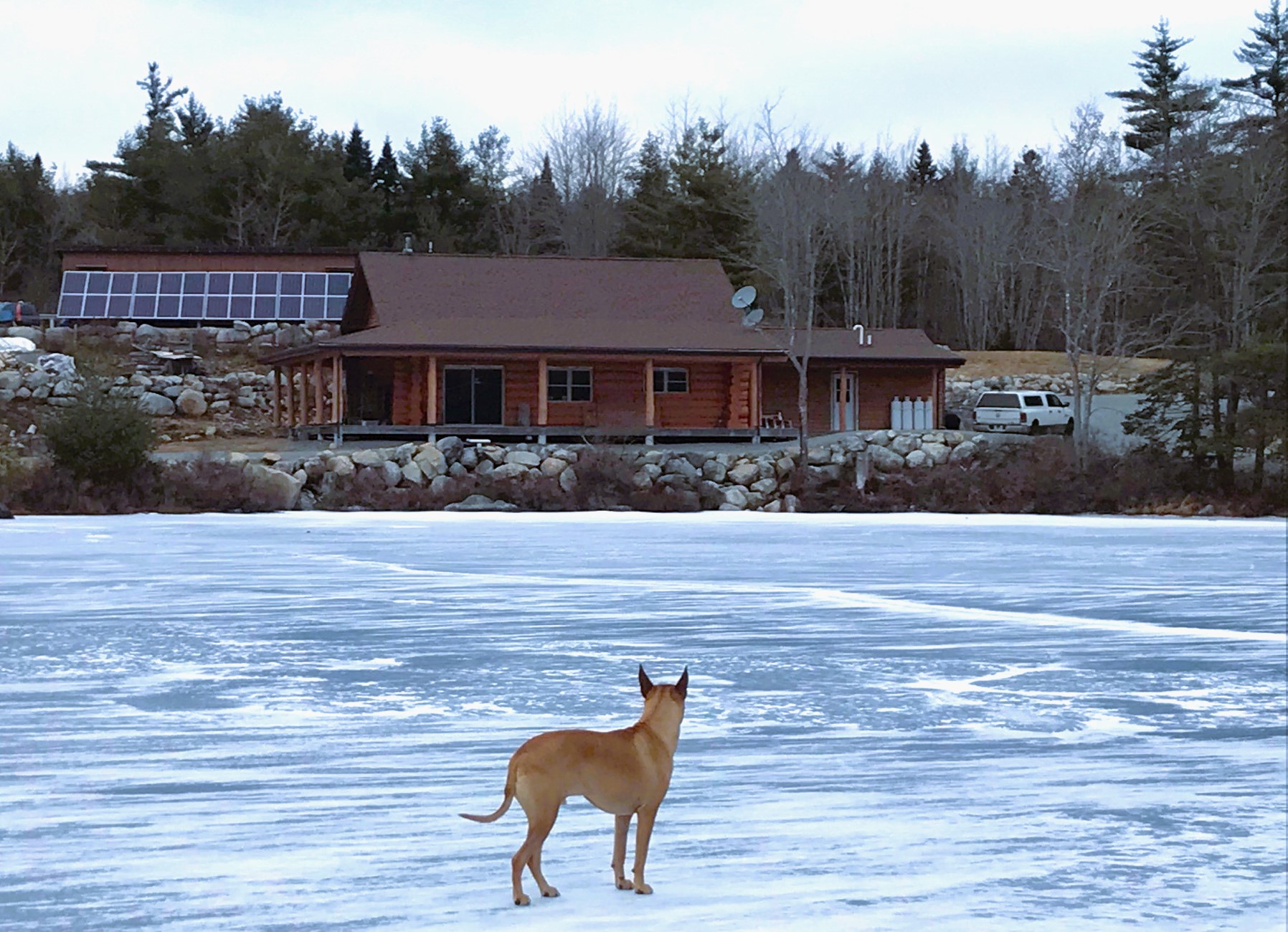 our-dog-on-the-frozen-lake-in-front-of-the-logcabin