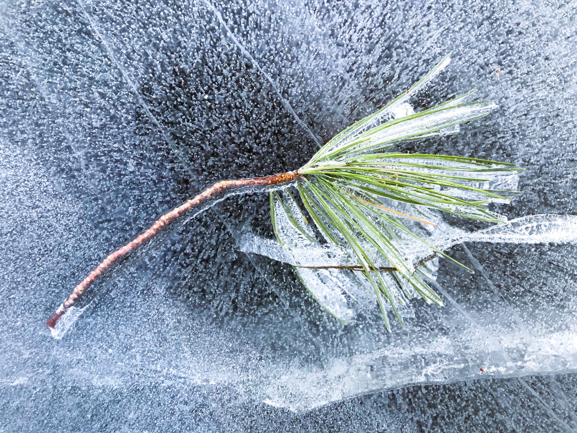 pine branch in the ice